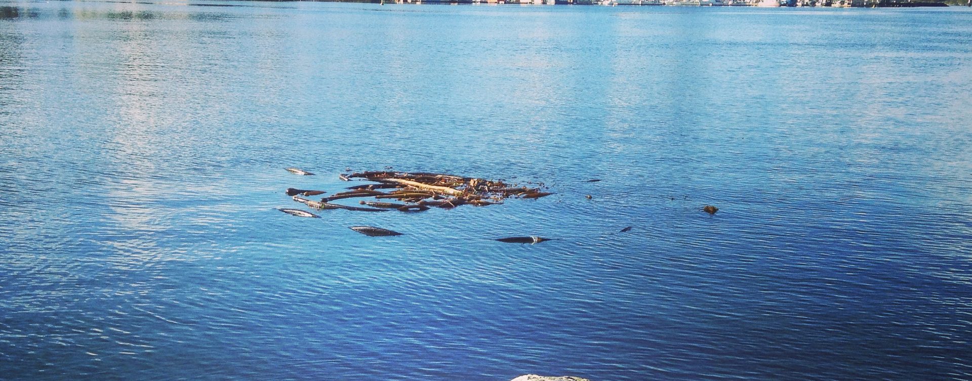 What Island Health Taught Me About Culture